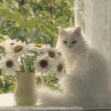 Схема вышивки «Котейка»