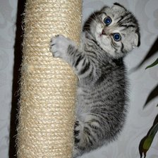 Схема вышивки «Юджик»