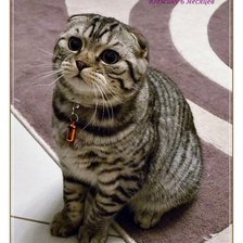 Схема вышивки «Юджик»