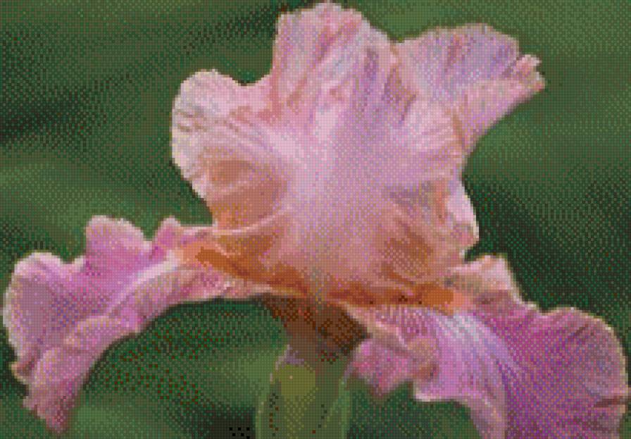 Ирис. - цветы, ирис - предпросмотр