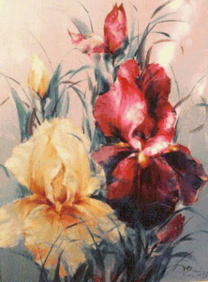 Ирисы - цветы, белый, ирисы, красный - предпросмотр