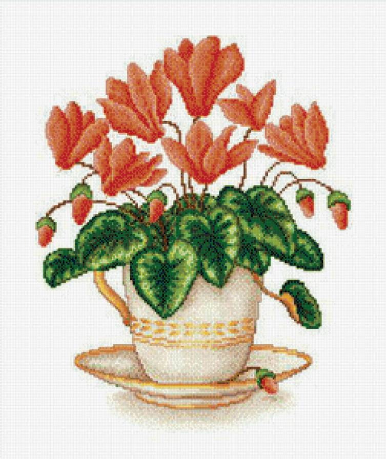 цикламен - цветы.цикламен - предпросмотр