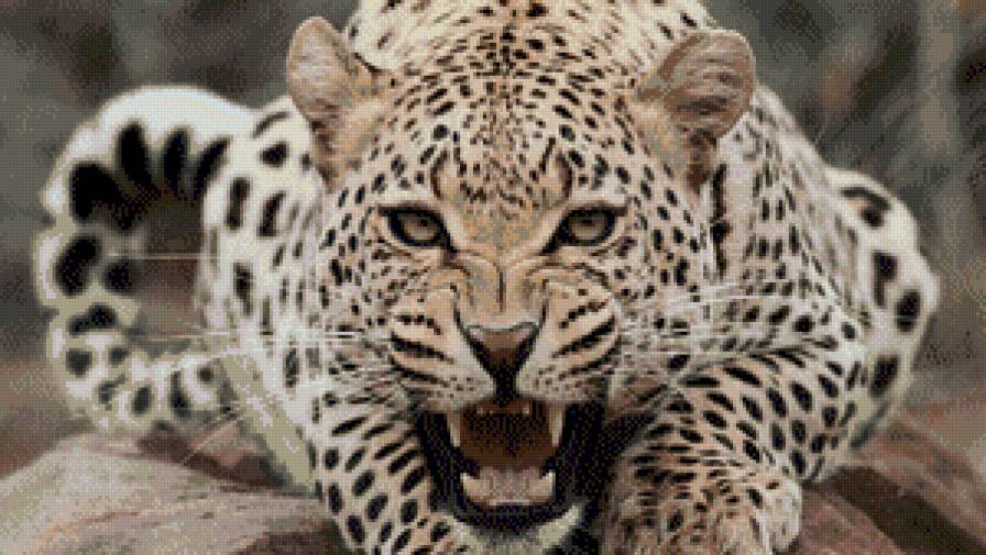 ягуар - предпросмотр