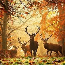 Схема вышивки «олени»