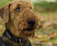 Схема вышивки «Эрдель-терьер3»