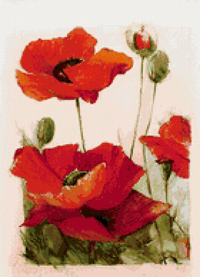 Маки - красные, цветы - предпросмотр