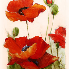 Схема вышивки «Маки»