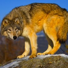 Схема вышивки «007»