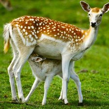 Схема вышивки «008»