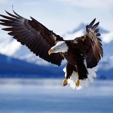 Схема вышивки «орел»