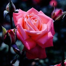 Схема вышивки «№793586»