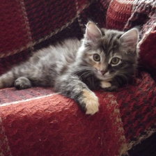 Схема вышивки «Мерика»