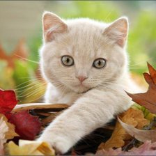 Схема вышивки «кошечка»