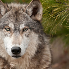 Схема вышивки «Волчий взгляд»