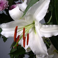 Схема вышивки «Лилия 3»