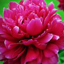 Схема вышивки «Пион»