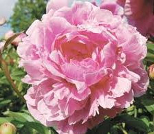 Схема вышивки «пион1»