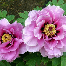 Схема вышивки «Пионы»