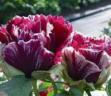 Схема вышивки «Пионы 1»