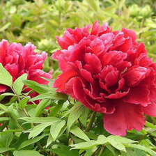 Схема вышивки «Пиони 2»