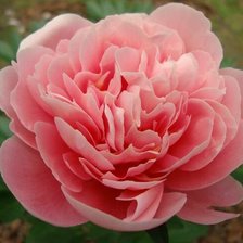 Схема вышивки «Пион 3»