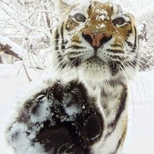 Схема вышивки «тигр»