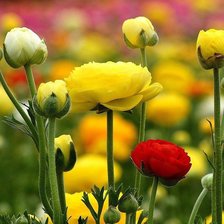 Схема вышивки «цветы»