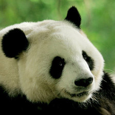 Панда