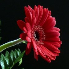 Схема вышивки «Гербера»