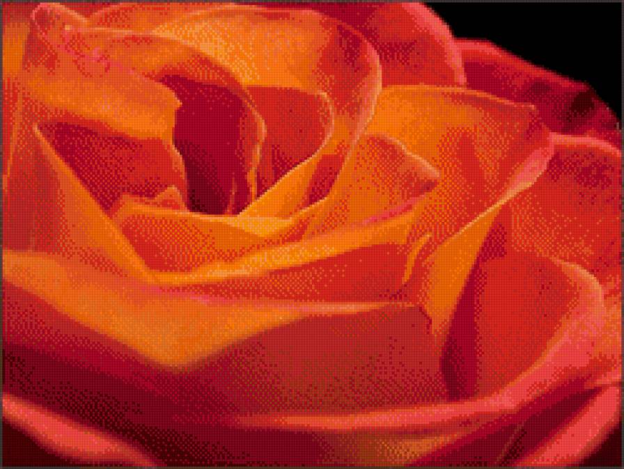 Роза оранжевая - предпросмотр