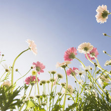 Схема вышивки «Цветы»