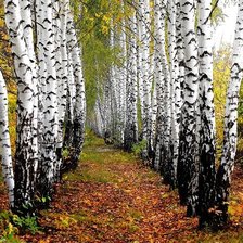 Схема вышивки «березки»