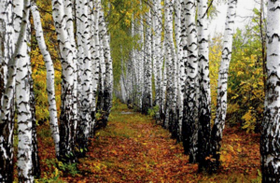 березы - предпросмотр