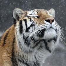 Схема вышивки «тигр»