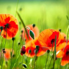 Схема вышивки «маки»