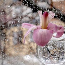 Схема вышивки «№794808»