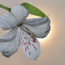 Схема вышивки «№794815»