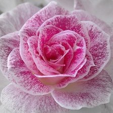 Схема вышивки «№794830»