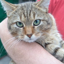 Схема вышивки «кот»