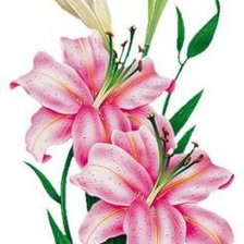 Схема вышивки «№794982»