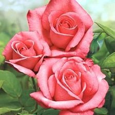 Схема вышивки «№795096»