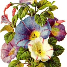 Схема вышивки «Вьюнок»