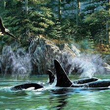 Схема вышивки «касатки»