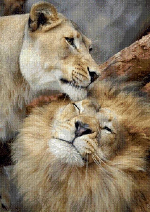 львы - он и она, львы, природа, животные - предпросмотр