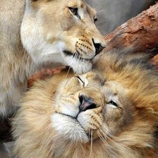 Схема вышивки «львы»