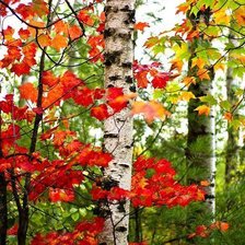 Берёзка-красавица