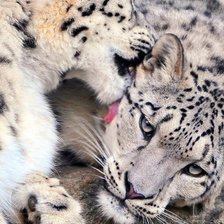 Схема вышивки «барсы»