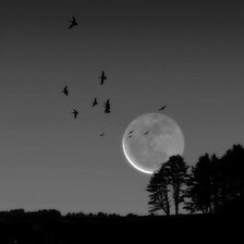 Схема вышивки «Черно-белое»