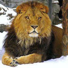 Схема вышивки «Лев»