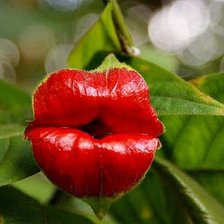 Схема вышивки «№795575»